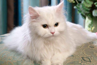 Giải Mã Ý Nghĩa Giấc Mơ Thấy Mèo - Mơ Về Mèo Là Điềm Tốt Hay Xấu?