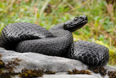 Giải Mã Ý Nghĩa Giấc Mơ Về Rắn Đen - Mơ Về Rắn Đen Là Điềm Tốt Hay Xấu?