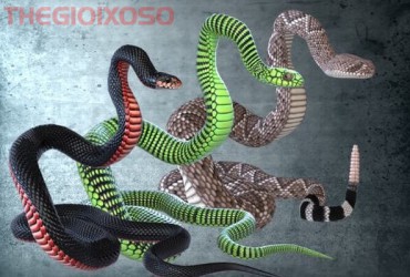 Giải Mã Ý Nghĩa Giấc Mơ Thấy 3 Con Rắn - Mơ Thấy 3 Con Rắn Là Điềm Tốt Hay Xấu?