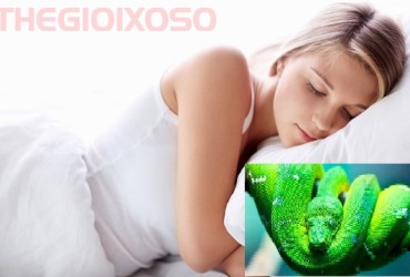 Giải Mã Có Bầu Nằm Mơ Thấy Rắn - Có Bầu Mơ Về Rắn Là Điềm Tốt Hay Xấu?