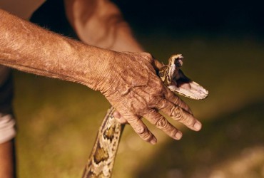 Giải Mã Ý Nghĩa Nằm Mơ Thấy Bắt Rắn - Mơ Thấy Bắt Rắn Là Điềm Tốt Hay Xấu?