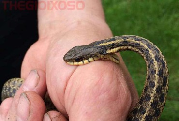 Giải Mã Ý Nghĩa Giấc Mơ Thấy Rắn Cắn - Mơ Thấy Bị Rắn Cắn Là Điềm Tốt Hay Xấu?