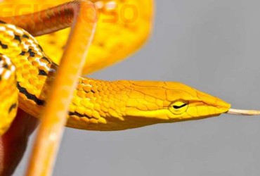 Giải Mã Ý Nghĩa Giấc Mơ Về Rắn Vàng- Mơ Về Rắn Vàng Là Điềm Tốt Hay Xấu?