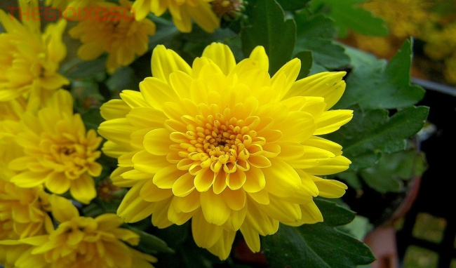 Giải Mã Ý Nghĩa Giấc Mơ Thấy Hoa Cúc - Mơ Về Hoa Cúc Là Điềm Tốt Hay Xấu?