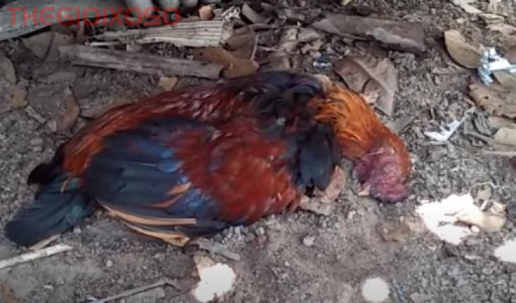 Giải Mã Ý Nghĩa Giấc Mơ Thấy Gà Chết - Mơ Gà Chết Là Điềm Tốt Hay Xấu?