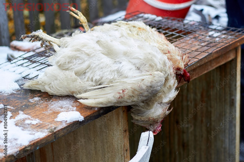 Giải Mã Ý Nghĩa Giấc Mơ Thấy Gà Chết - Mơ Gà Chết Là Điềm Tốt Hay Xấu?