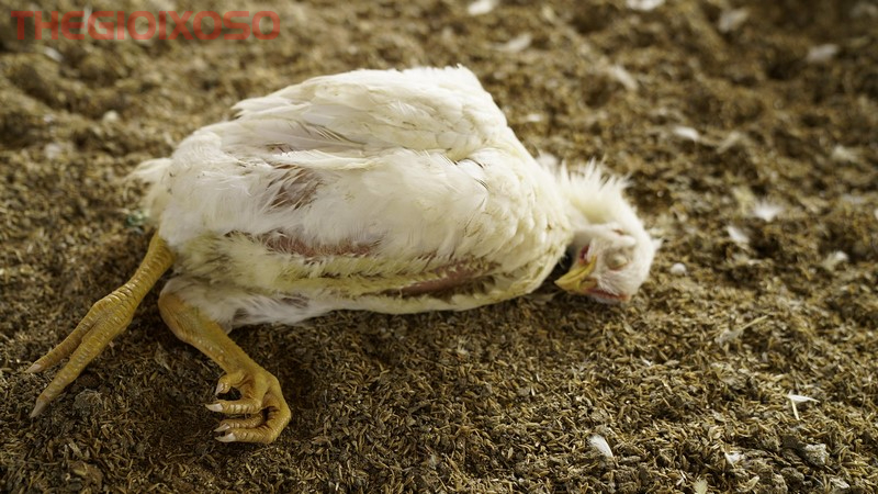 Giải Mã Ý Nghĩa Giấc Mơ Thấy Gà Chết - Mơ Gà Chết Là Điềm Tốt Hay Xấu?