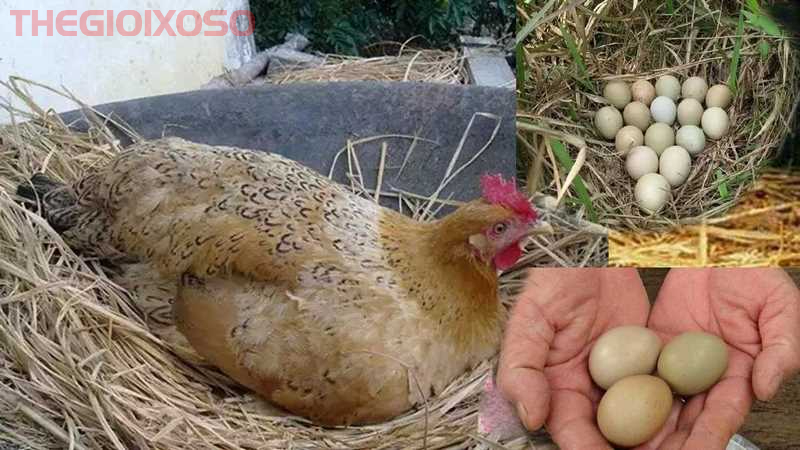 Giải Mã Ý Nghĩa Giấc Mơ Thấy Gà Đẻ Trứng - Mơ Về Gà Đẻ Trứng Là Điềm Tốt Hay Xấu?