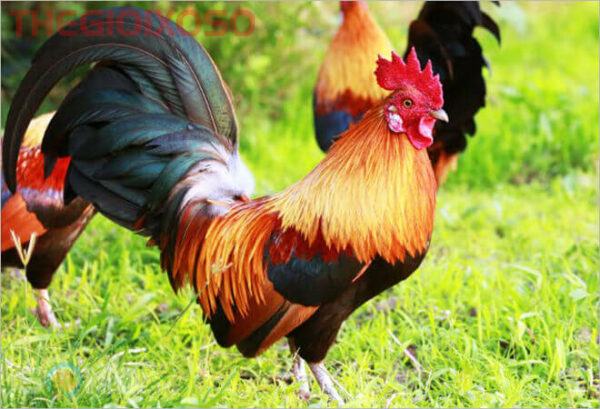 Giải Mã Ý Nghĩa Giấc Mơ Thấy Gà Trống - Mơ Về Gà Trống Là Điềm Tốt Hay Xấu?