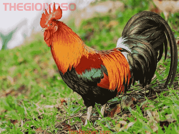 Giải Mã Ý Nghĩa Giấc Mơ Thấy Gà Trống - Mơ Về Gà Trống Là Điềm Tốt Hay Xấu?