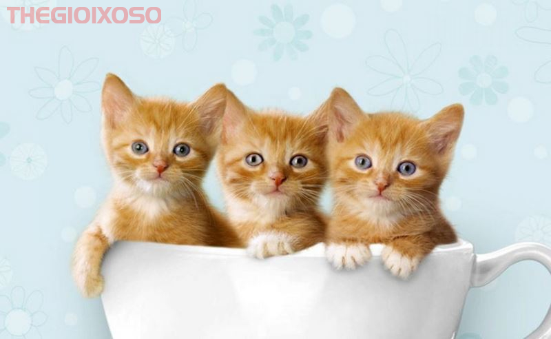 Giải Mã &Yacute; Nghĩa Giấc Mơ Thấy 3 Con Mèo - Mơ Thấy 3 Con Mèo Là Điềm Tốt Hay Xấu?