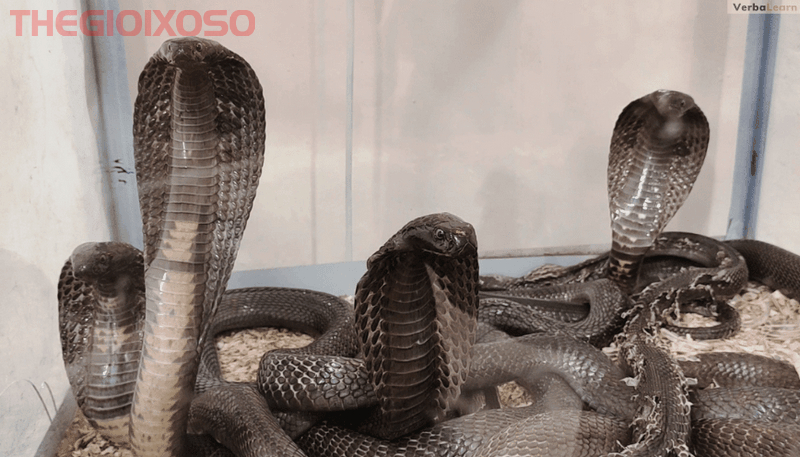 Giải Mã Ý Nghĩa Giấc Mơ Thấy 3 Con Rắn - Mơ Thấy 3 Con Rắn Là Điềm Tốt Hay Xấu?