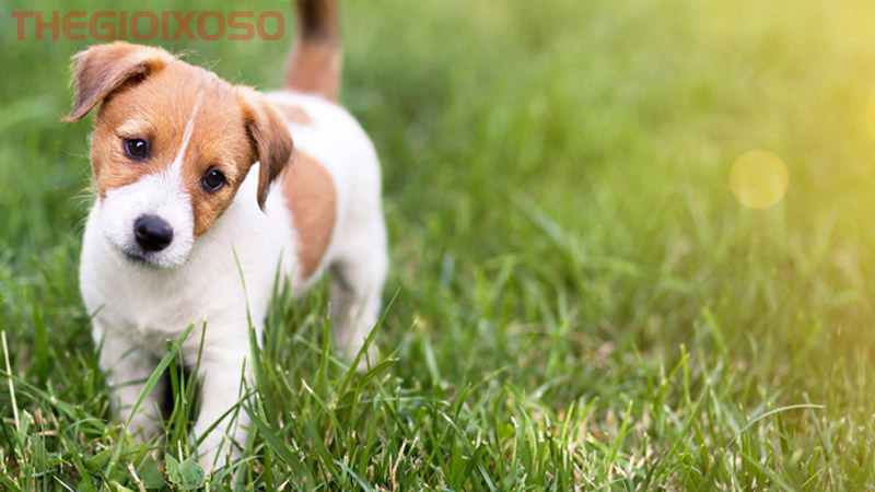 Giải Mã Ý Nghĩa Giấc Mơ Thấy Chó - Mơ Về Chó Là Điềm Tốt Hay Xấu?