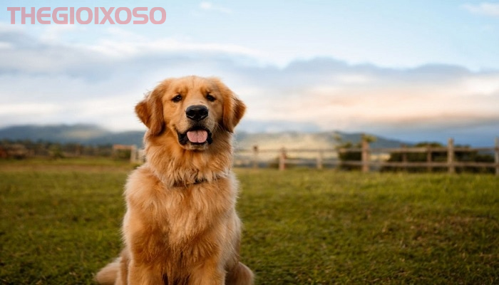 Giải Mã Ý Nghĩa Giấc Mơ Thấy Chó - Mơ Về Chó Là Điềm Tốt Hay Xấu?