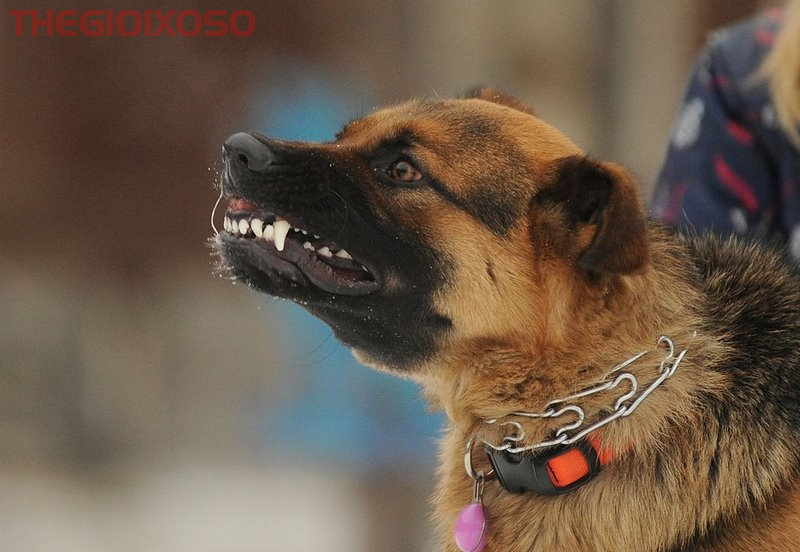 Giải Mã Ý Nghĩa Giấc Mơ Thấy Chó Cắn - Mơ Về Chó Cắn Là Điềm Tốt Hay Xấu?