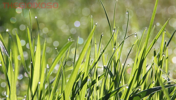 Giải Mã Ý Nghĩa Giấc Mơ Thấy Cỏ - Mơ Về Cỏ Là Điềm Tốt Hay Xấu?