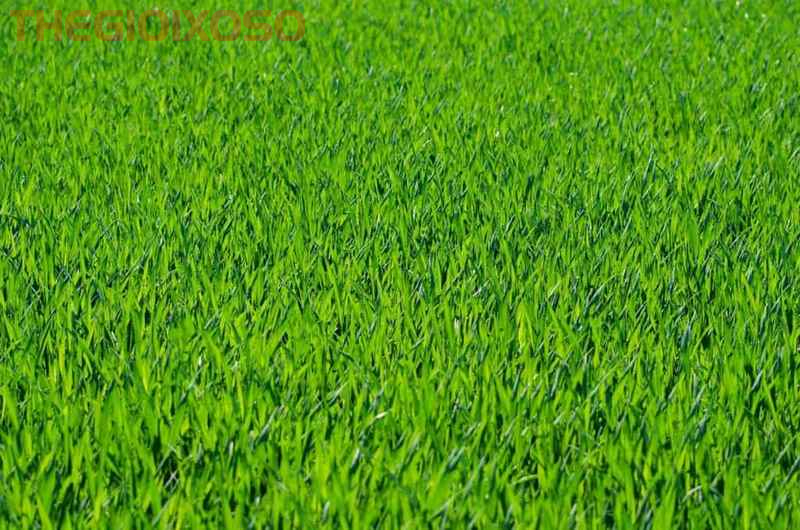 Giải Mã Ý Nghĩa Giấc Mơ Thấy Cỏ - Mơ Về Cỏ Là Điềm Tốt Hay Xấu?