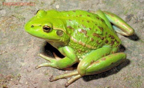 Giải Mã Ý Nghĩa Giấc Mơ Thấy Ếch - Mơ Về Ếch Là Điềm Tốt Hay Xấu?