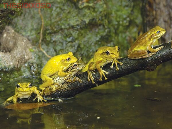 Giải Mã Ý Nghĩa Giấc Mơ Thấy Ếch - Mơ Về Ếch Là Điềm Tốt Hay Xấu?