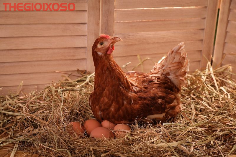 Giải Mã Ý Nghĩa Giấc Mơ Thấy Gà - Mơ Về Gà Là Điềm Tốt Hay Xấu?