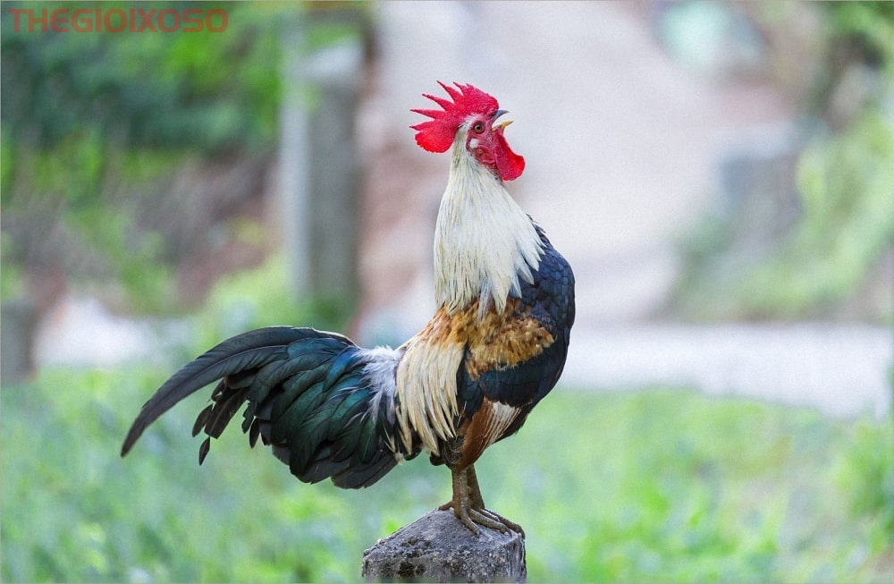 Giải Mã Ý Nghĩa Giấc Mơ Thấy Gà - Mơ Về Gà Là Điềm Tốt Hay Xấu?