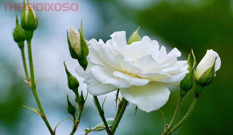 Giải Mã Ý Nghĩa Giấc Mơ Thấy Hoa - Mơ Về Hoa Là Điềm Tốt Hay Xấu?