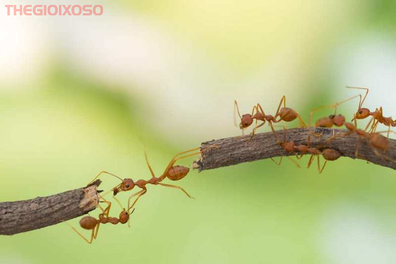 Giải Mã Ý Nghĩa Giấc Mơ Thấy Kiến - Mơ Về Kiến Là Điềm Tốt Hay Xấu?