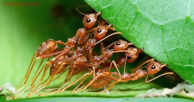 Giải Mã Ý Nghĩa Giấc Mơ Thấy Kiến - Mơ Về Kiến Là Điềm Tốt Hay Xấu?