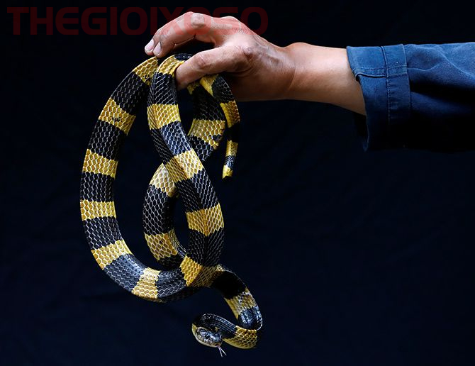 Giải Mã Ý Nghĩa Nằm Mơ Thấy Bắt Rắn - Mơ Thấy Bắt Rắn Là Điềm Tốt Hay Xấu?