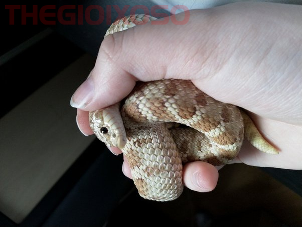 Giải Mã Ý Nghĩa Nằm Mơ Thấy Bắt Rắn - Mơ Thấy Bắt Rắn Là Điềm Tốt Hay Xấu?