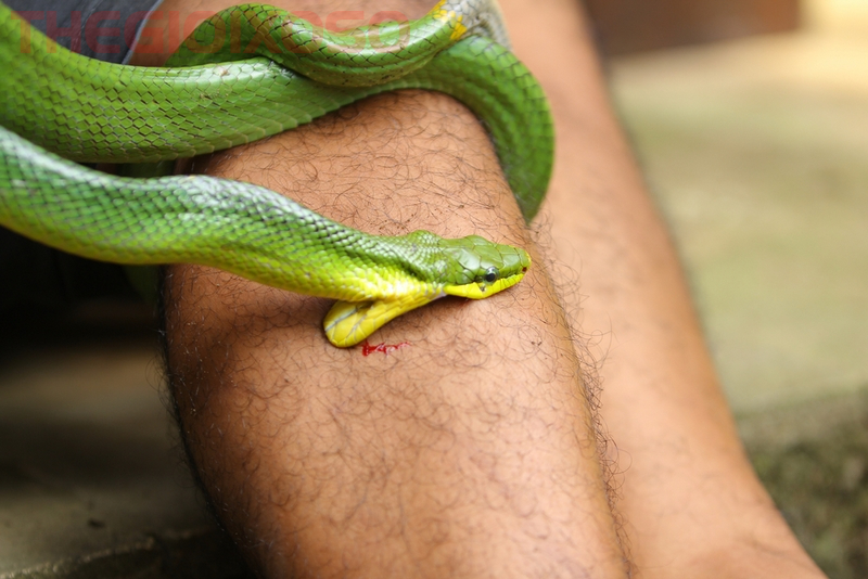 Giải Mã Ý Nghĩa Giấc Mơ Thấy Rắn Cắn - Mơ Thấy Bị Rắn Cắn Là Điềm Tốt Hay Xấu?