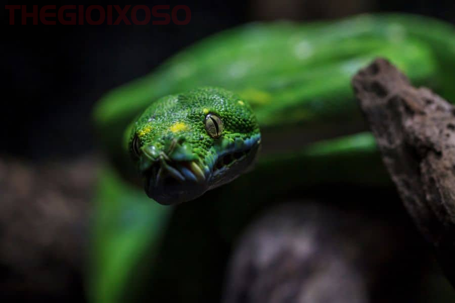 Giải Mã Ý Nghĩa Giấc Mơ Về Rắn Xanh - Mơ Về Rắn Xanh Là Điềm Tốt Hay Xấu?